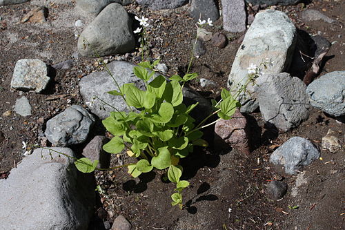 Claytonia cordifolia